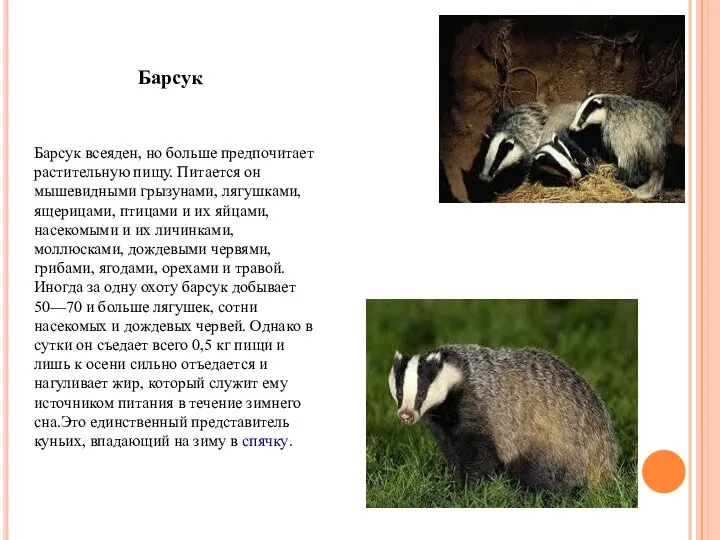 Барсук всеяден, но больше предпочитает растительную пищу. Питается он мышевидными грызунами,