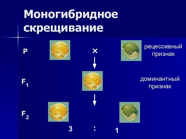 Моногибридное скрещивание P F1 F2 3 : 1 × доминантный признак рецессивный признак