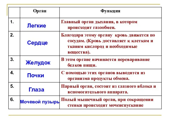 Легкие Сердце Желудок Почки Глаза Мочевой пузырь 1.