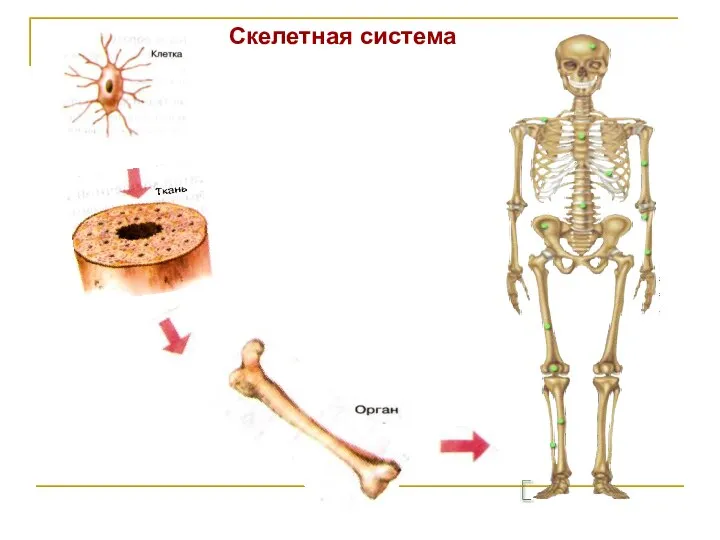 Скелетная система