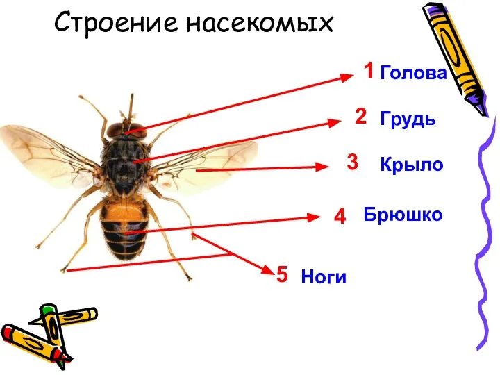 Строение насекомых 1 Голова 2 3 4 5 Грудь Крыло Брюшко Ноги