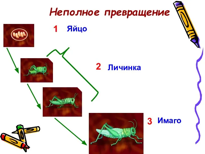 Неполное превращение 1 2 3 Яйцо Личинка Имаго