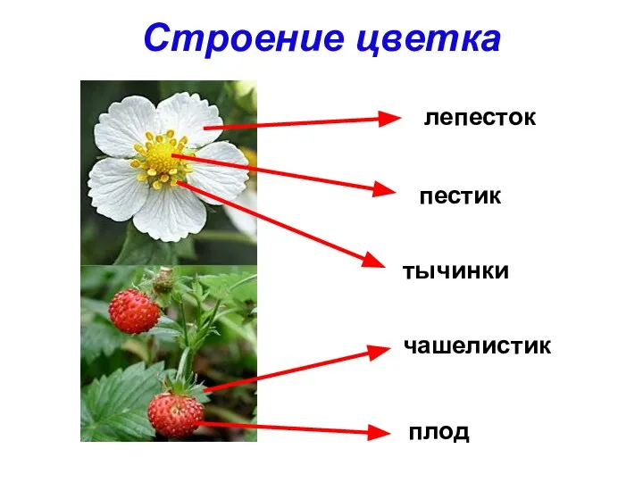 Строение цветка лепесток пестик тычинки чашелистик плод