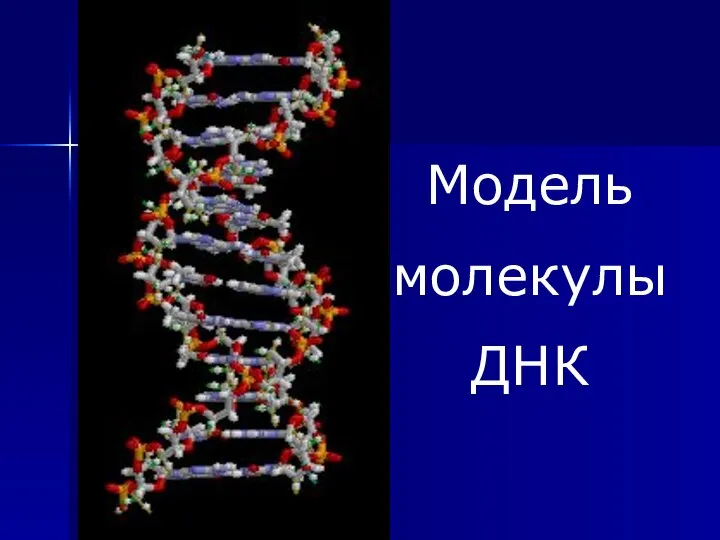 Модель молекулы ДНК