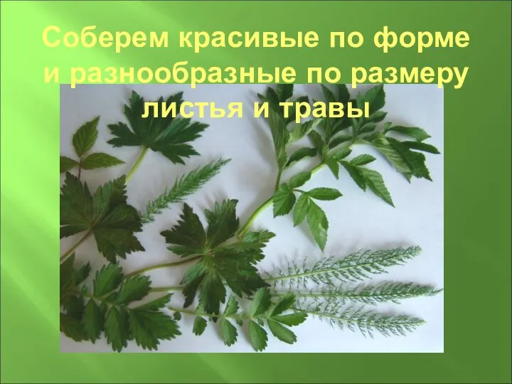 Соберем красивые по форме и разнообразные по размеру листья и травы