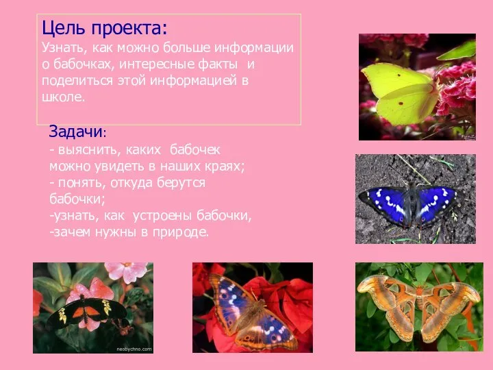 Цель проекта: Узнать, как можно больше информации о бабочках, интересные факты