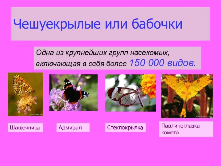 Чешуекрылые или бабочки Одна из крупнейших групп насекомых, включающая в себя