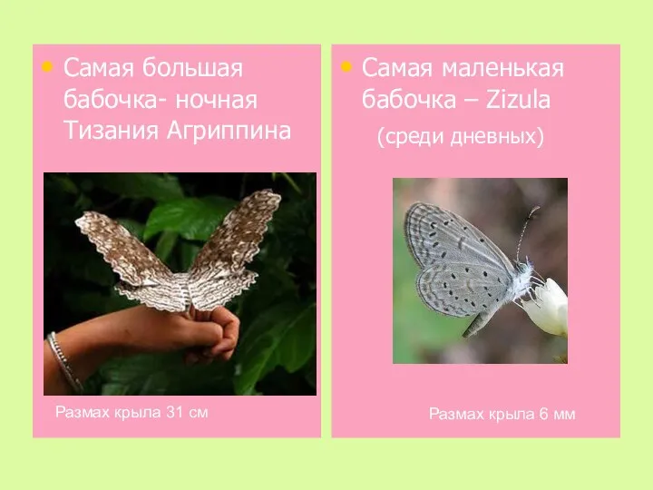Самая большая бабочка- ночная Тизания Агриппина Самая маленькая бабочка – Zizula