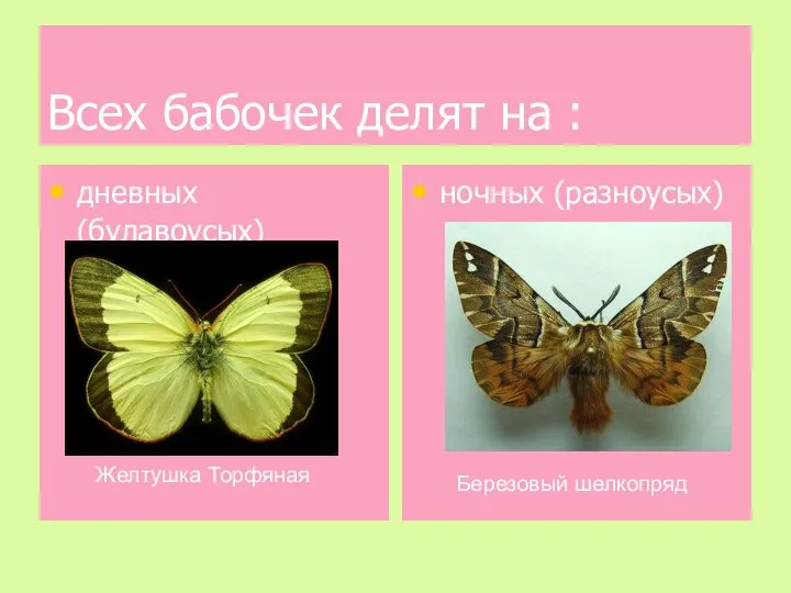 Всех бабочек делят на : дневных (булавоусых) ночных (разноусых) Березовый шелкопряд Желтушка Торфяная