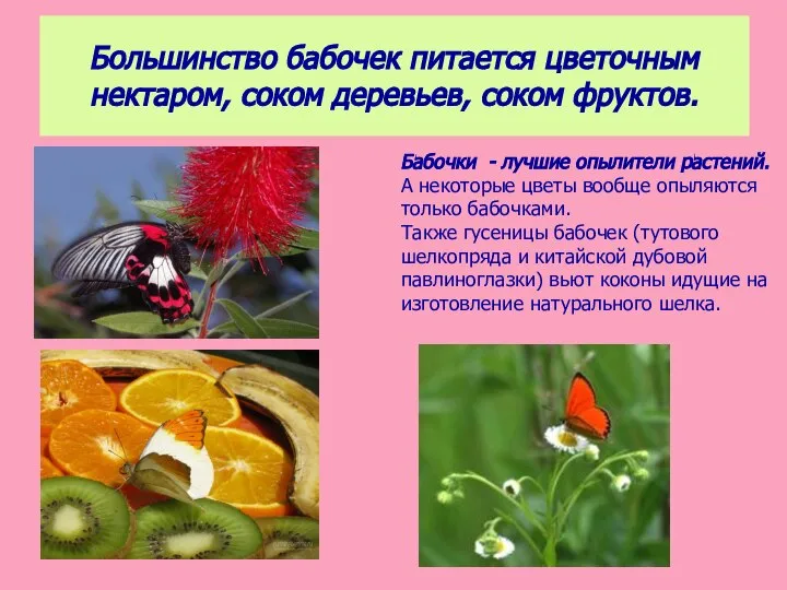 Большинство бабочек питается цветочным нектаром, соком деревьев, соком фруктов. Бабочки -