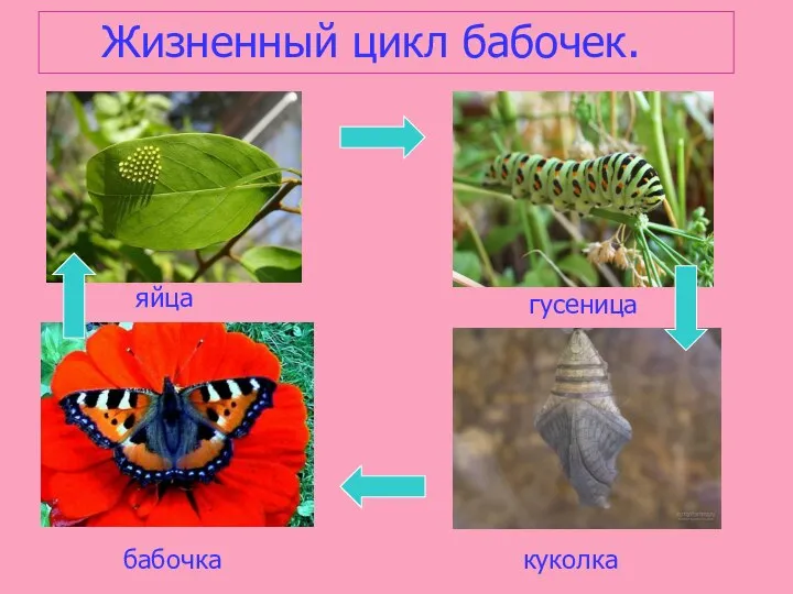 Жизненный цикл бабочек. яйца гусеница куколка бабочка