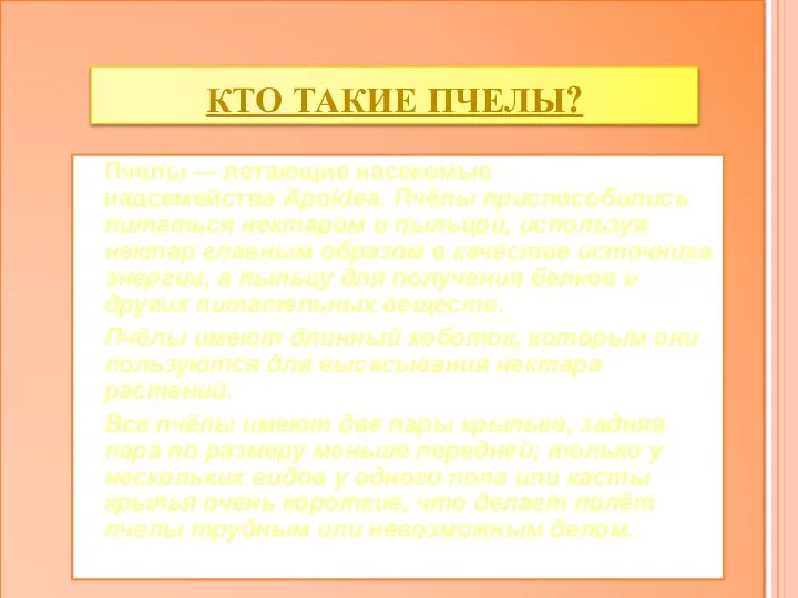 Кто такие пчелы? Пчелы — летающие насекомые надсемейства Apoidea. Пчёлы приспособились