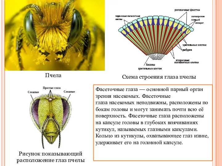 Рисунок показывающий расположение глаз пчелы Схема строения глаза пчелы Пчела Фасеточные
