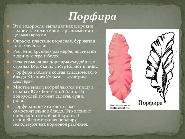 Порфира Эти водоросли выглядят как широкие волнистые пластинки, с рваными или