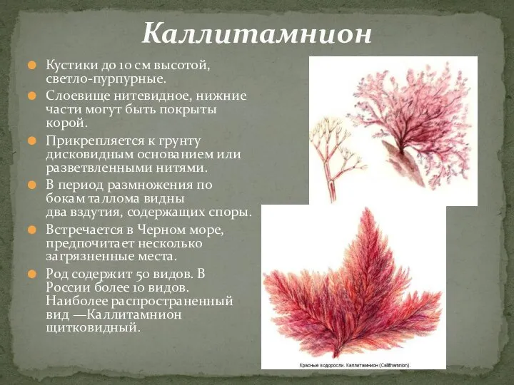 Кустики до 10 см высотой, светло-пурпурные. Слоевище нитевидное, нижние части могут