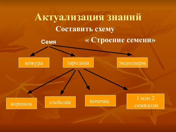 Актуализация знаний Составить схему « Строение семени» Семя кожура зародыш эндосперм