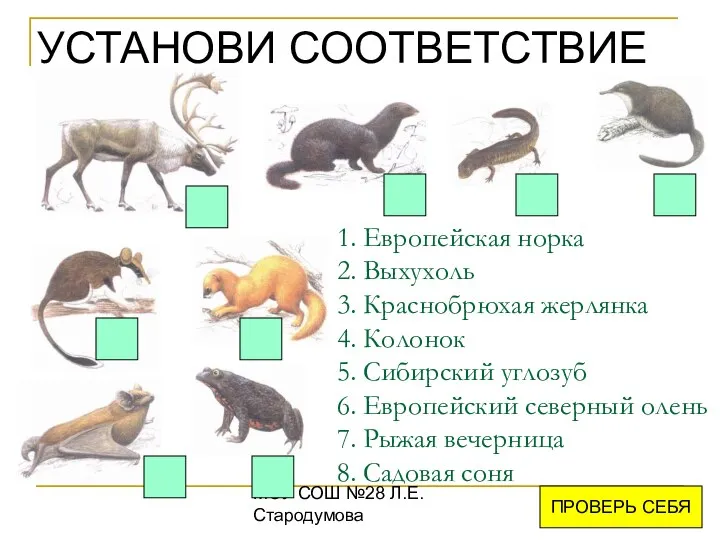 МОУ СОШ №28 Л.Е.Стародумова 1. Европейская норка 2. Выхухоль 3. Краснобрюхая