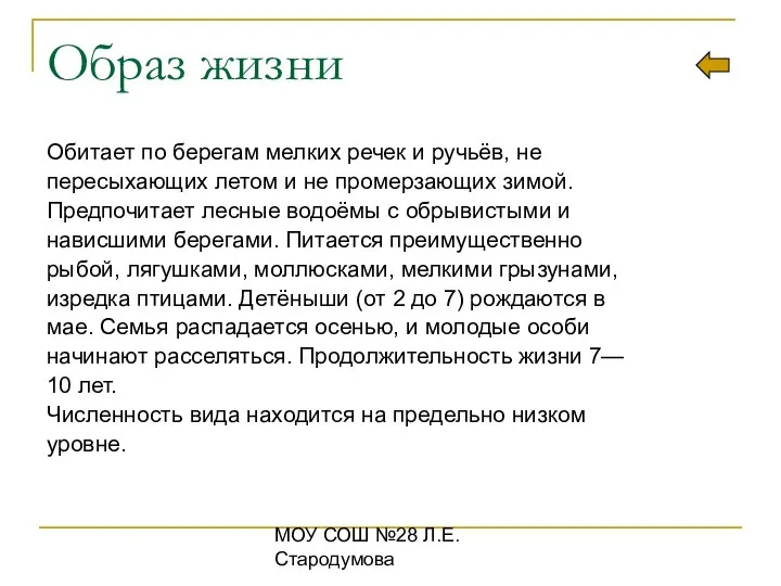 МОУ СОШ №28 Л.Е.Стародумова Образ жизни Обитает по берегам мелких речек