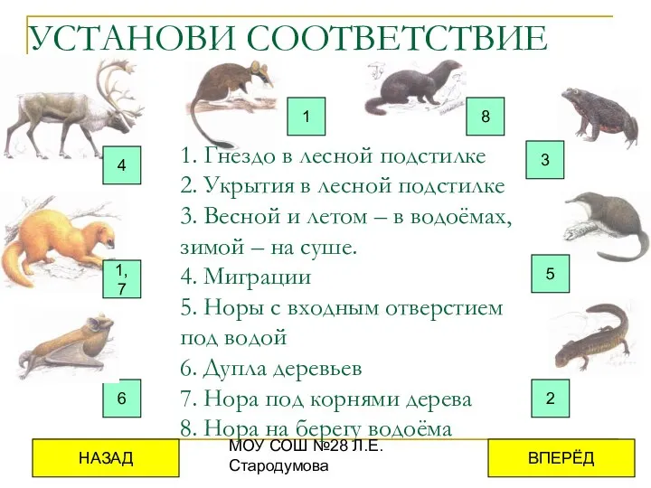 МОУ СОШ №28 Л.Е.Стародумова УСТАНОВИ СООТВЕТСТВИЕ 1. Гнездо в лесной подстилке