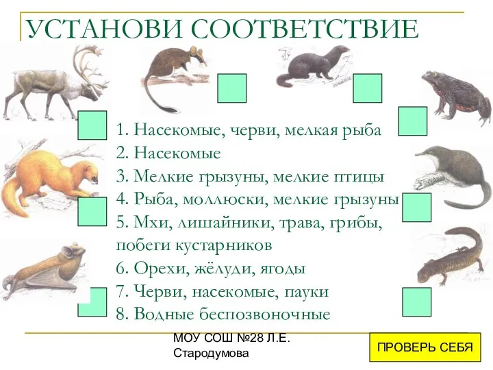 МОУ СОШ №28 Л.Е.Стародумова УСТАНОВИ СООТВЕТСТВИЕ ПРОВЕРЬ СЕБЯ 1. Насекомые, черви,