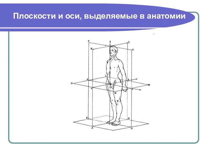 Плоскости и оси, выделяемые в анатомии