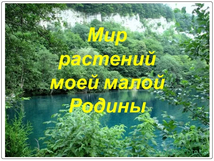 Мир растений моей малой Родины