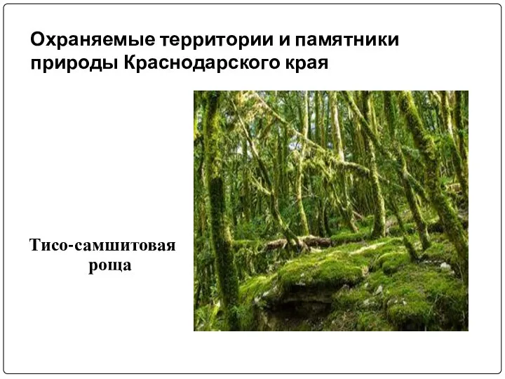 Охраняемые территории и памятники природы Краснодарского края Тисо-самшитовая роща