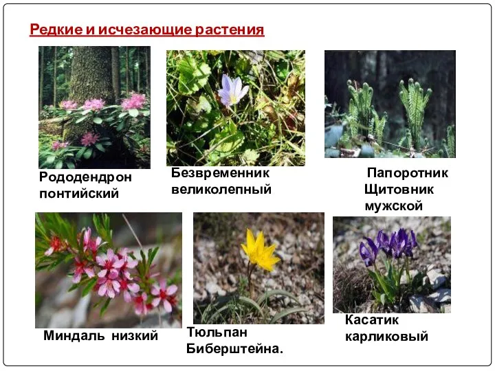 Редкие и исчезающие растения Рододендрон понтийский Безвременник великолепный Миндаль низкий Тюльпан