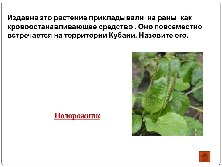 Издавна это растение прикладывали на раны как кровоостанавливающее средство . Оно