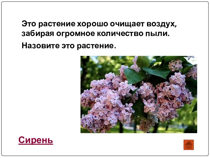 Это растение хорошо очищает воздух, забирая огромное количество пыли. Назовите это растение. Сирень