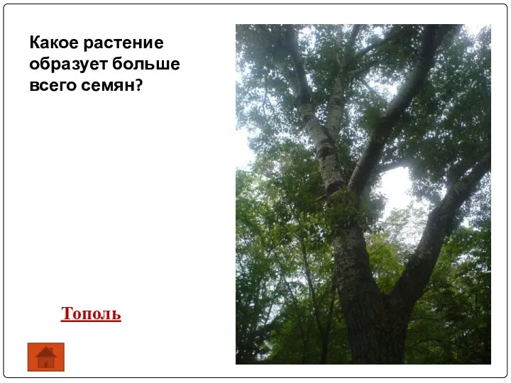 Какое растение образует больше всего семян? Тополь