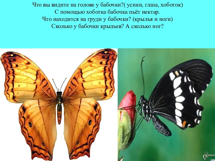 Что вы видите на голове у бабочки?( усики, глаза, хоботок) С