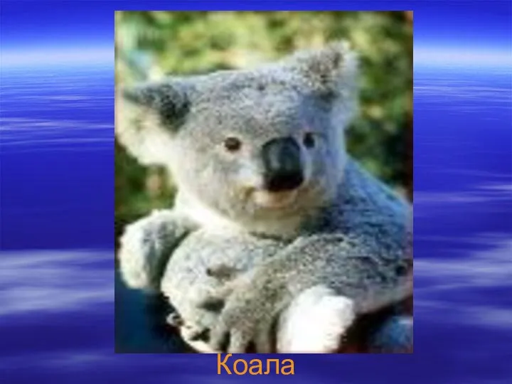 Коала