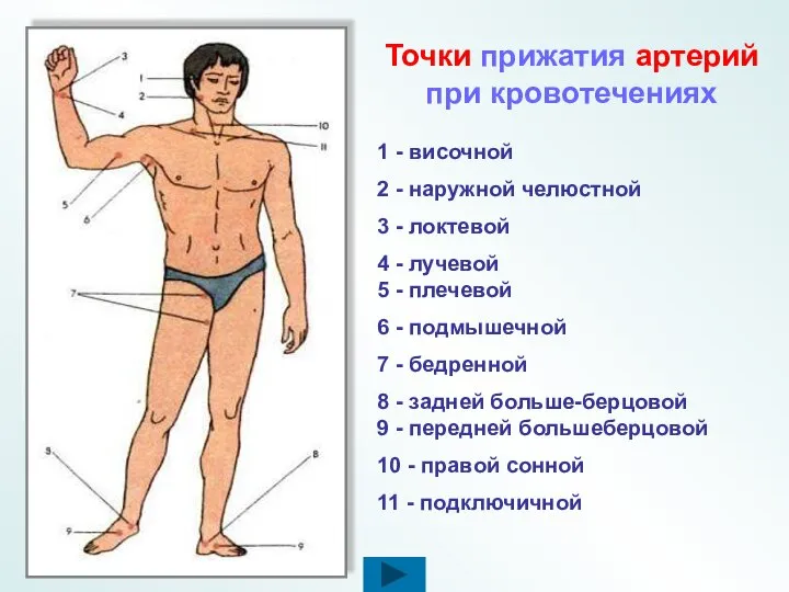 Точки прижатия артерий при кровотечениях 1 - височной 2 - наружной