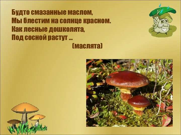 Будто смазанные маслом, Мы блестим на солнце красном. Как лесные дошколята, Под сосной растут … (маслята)