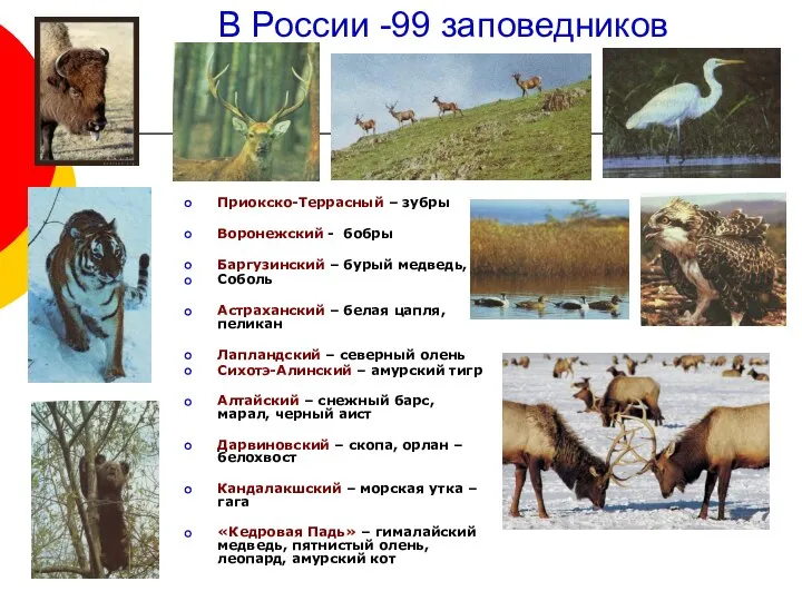 В России -99 заповедников Приокско-Террасный – зубры Воронежский - бобры Баргузинский