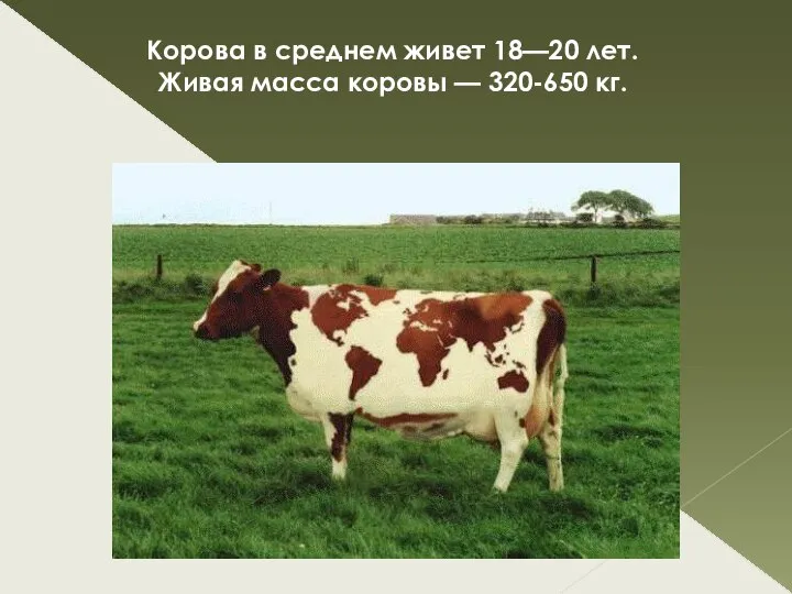 Корова в среднем живет 18—20 лет. Живая масса коровы — 320-650 кг.