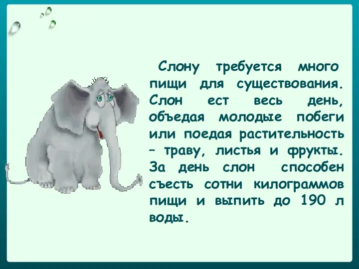 Слону требуется много пищи для существования. Слон ест весь день, объедая