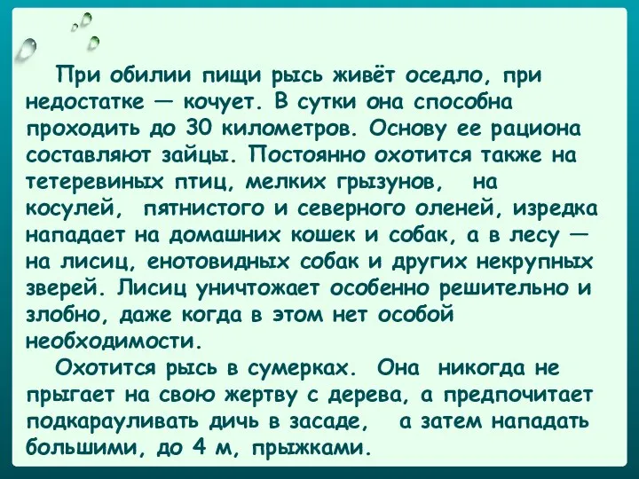 При обилии пищи рысь живёт оседло, при недостатке — кочует. В