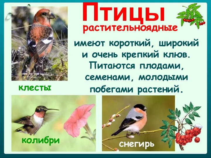 Птицы растительноядные имеют короткий, широкий и очень крепкий клюв. Питаются плодами,