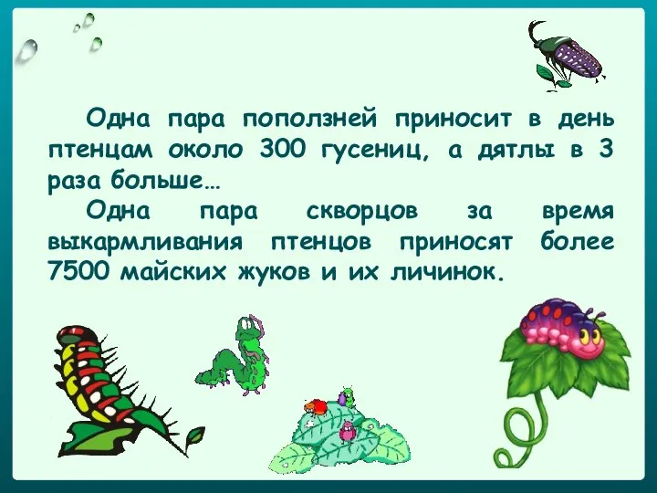 Одна пара поползней приносит в день птенцам около 300 гусениц, а