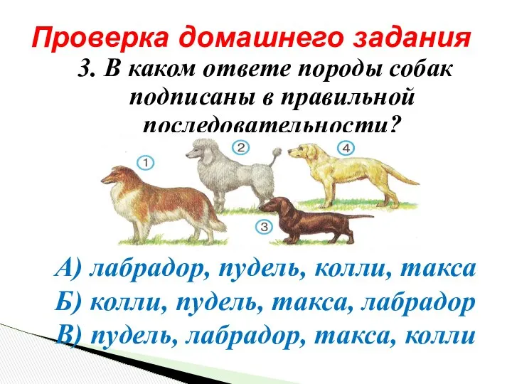 3. В каком ответе породы собак подписаны в правильной последовательности? А)