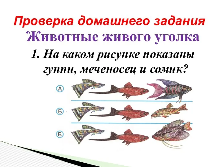 Животные живого уголка 1. На каком рисунке показаны гуппи, меченосец и сомик? Проверка домашнего задания