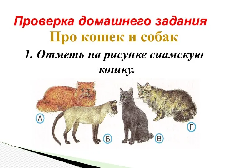 Про кошек и собак 1. Отметь на рисунке сиамскую кошку. Проверка домашнего задания