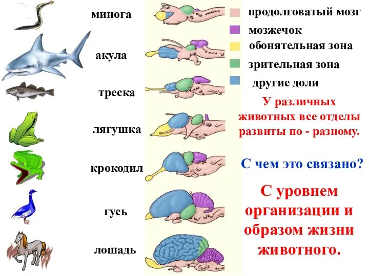 минога акула треска лягушка крокодил гусь лошадь продолговатый мозг мозжечок обонятельная