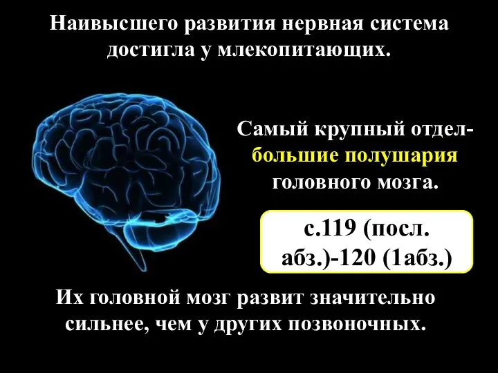 Наивысшего развития нервная система достигла у млекопитающих. Их головной мозг развит