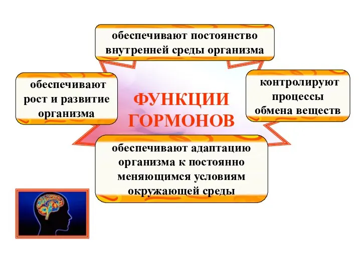 ФУНКЦИИ ГОРМОНОВ обеспечивают рост и развитие организма обеспечивают постоянство внутренней среды