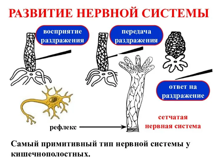 РАЗВИТИЕ НЕРВНОЙ СИСТЕМЫ Самый примитивный тип нервной системы у кишечнополостных. восприятие