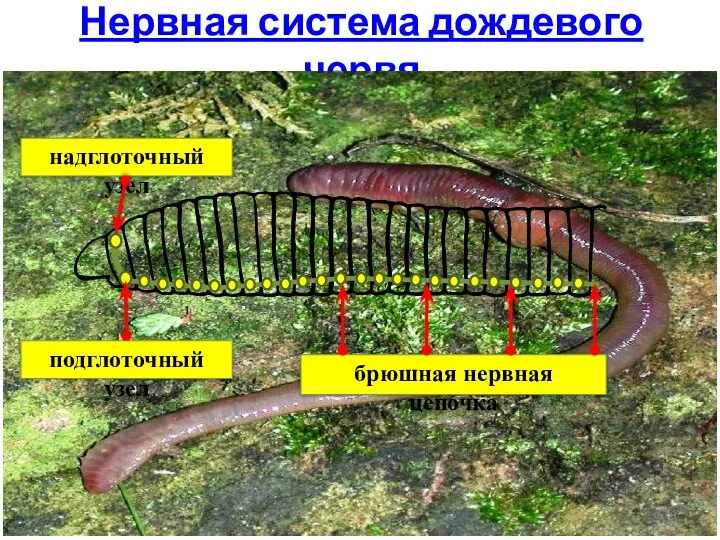 Нервная система дождевого червя