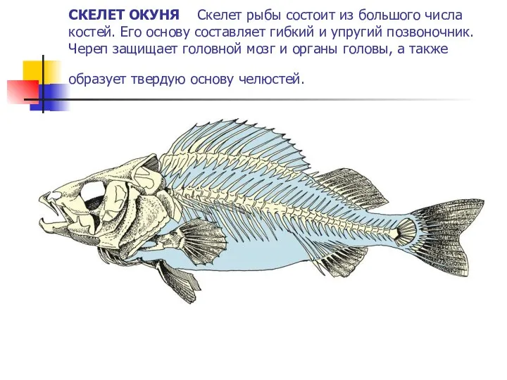СКЕЛЕТ ОКУНЯ Скелет рыбы состоит из большого числа костей. Его основу